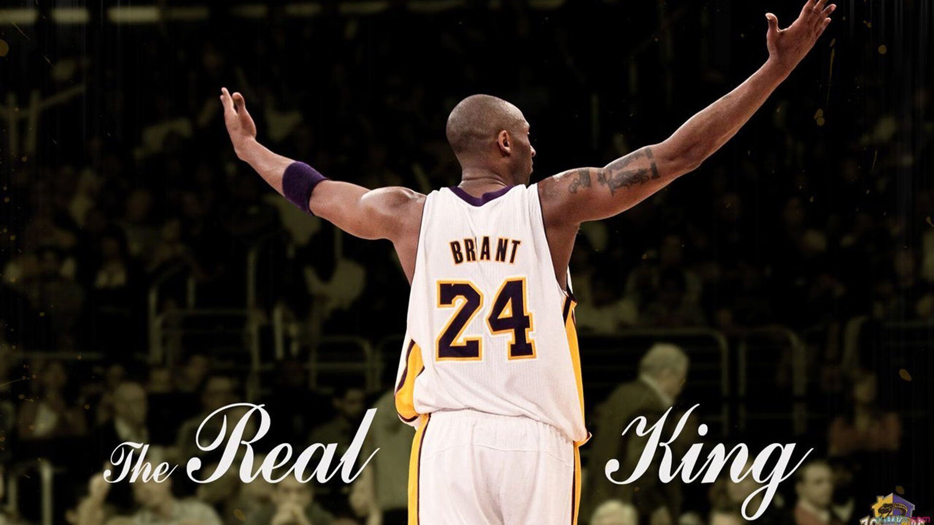 “美洲狮队在冠军赛中的坚韧表现令全世界震惊”